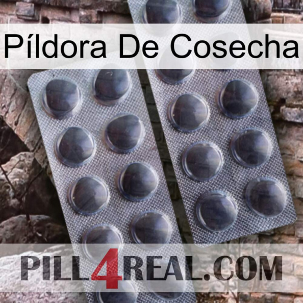 Píldora De Cosecha 31.jpg